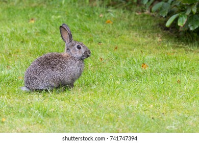 Wild Rabbit