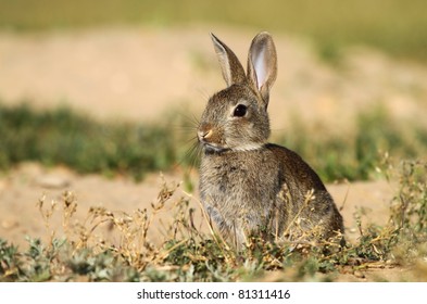 Wild Rabbit