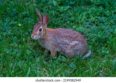 Wild Rabbit In Botanical Garden Grounds.