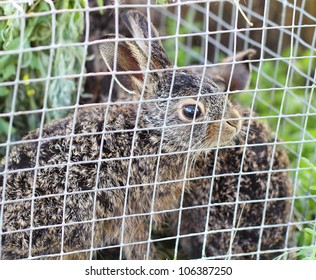 Wild Rabbit In A Cage