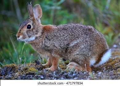wild rabbit closeup