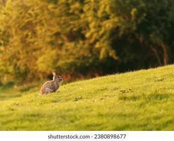 Wild rabbit in evening light in field - Powered by Shutterstock