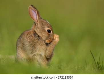 Wild Rabbit With A Foot Up Cleaning