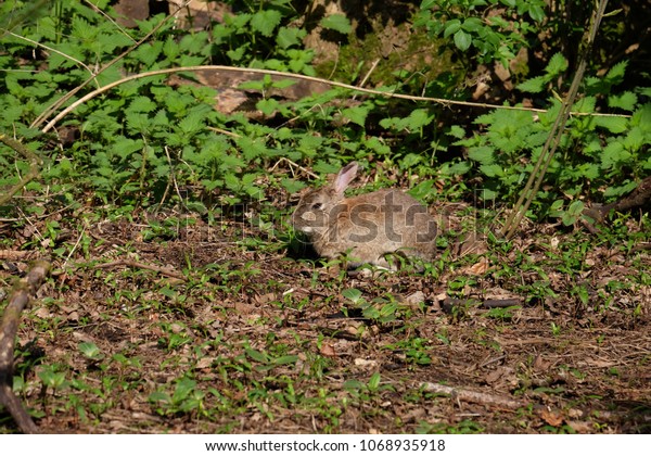 Wild Rabbit Foraging Food Stock Photo Edit Now 1068935918