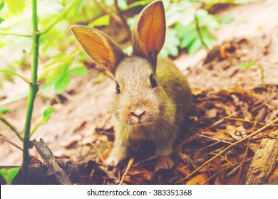 Wild Rabbit Forest Stock Photo Shutterstock