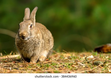 Wild Rabbit In Formby Nature Resreve Northwest UK