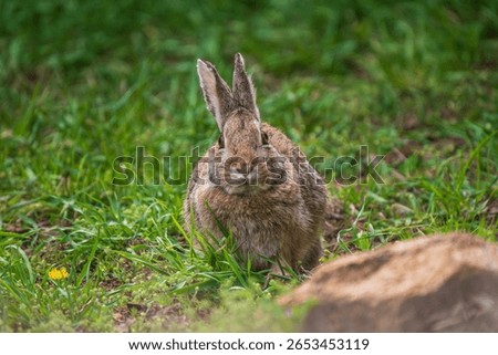 Wild rabbit front view with big eyes