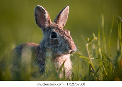 うさぎ の画像 写真素材 ベクター画像 Shutterstock