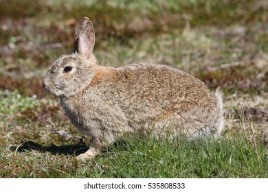 A wild rabbit jumping in sunshine in Iceland