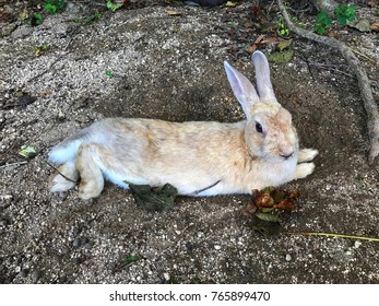 Wild rabbit lay down on the ground