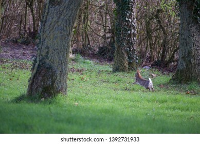 Wild Rabbit (Leporidae): A Single Rabbit Making Good Its Escape From An Unseen Danger