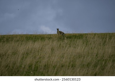 Wild rabbit in meadow. Wildlife. Wild Hare. Wild Rabbit in a field. Animals. Wild rabbit. Animals in natural habitat. - Powered by Shutterstock