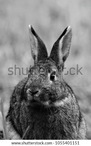 Similar – Rabbit eating flowers