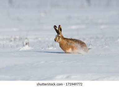 Wild Rabbit Running On Snow