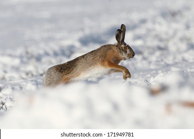 Wild Rabbit Running On Snow