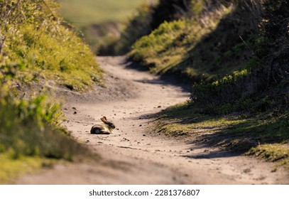 Wild rabbit sits in middle of winding dirt trail in Point Reyes, California