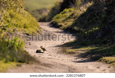 Wild rabbit sits in middle of winding dirt trail in Point Reyes, California