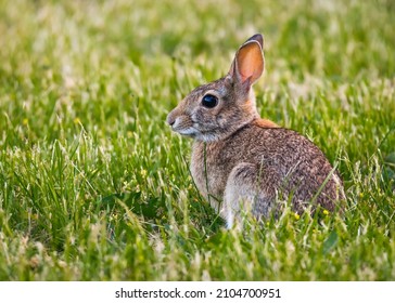 A Wild Rabbit Sits On A Suburban Lawn In King County, Washington State