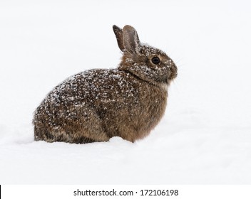  Wild Rabbit Sitting On Snow