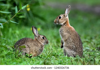 Wild Rabbit - UK