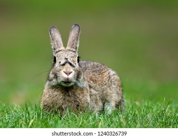 Wild Rabbit - UK