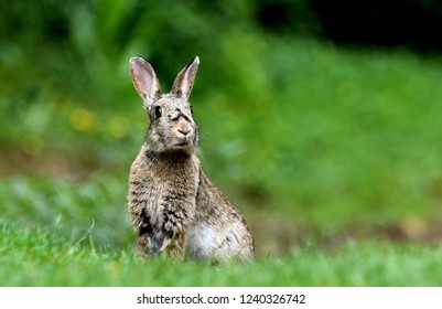 Wild Rabbit - UK