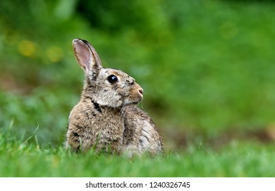 Wild Rabbit - UK