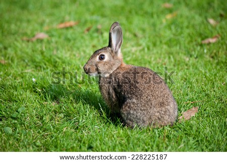 wild rabbit in an urban park in Amsterdam