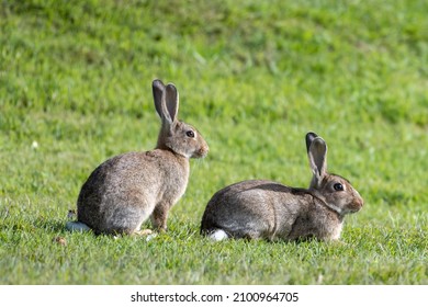 Wild Rabbits In A Grassy Field