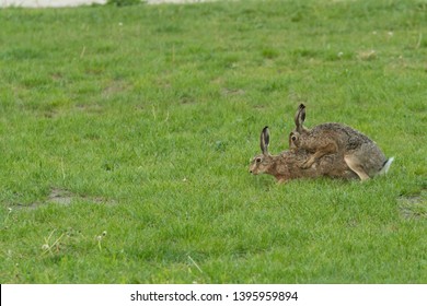 Wild Rabbits Mating In The Grass