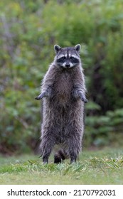 Wild Raccoon animal at Richmond BC Canada - Shutterstock ID 2170792031