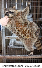 Wild raccoon in captivity in the petting zoo