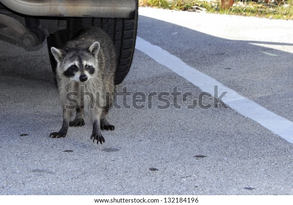 Wild\
raccoon with one paw raised off the ground in front of a parked car\
in Fort Lauderdale, Florida on a bright sunny\
day.