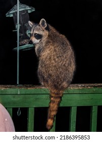 74 Raccoon bird feeder Images, Stock Photos & Vectors | Shutterstock