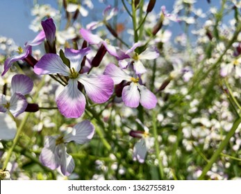 Wild Radish Flowers Blooming In Late Spring 