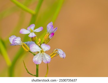 Wild Radish Plant Flower In Garden Blooming