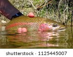 Wild rainbow trout caught and released on the Boise River, Idaho