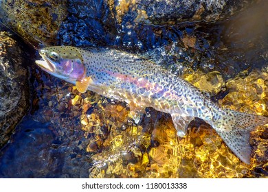 Wild Rainbow Trout Caught Released While Stock Photo 1180013338 ...