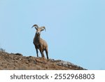 Wild ram found in Kamloops BC