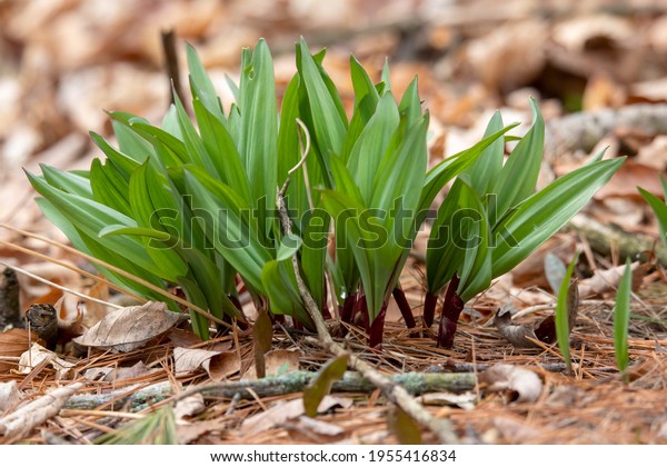 Wild Ramps - wild garlic ( Allium tricoccum),\
commonly known as ramp, ramps, spring onion,  wild leek, wood leek.\
 North American species of wild onion. in Canada, ramps are\
considered rare delicacies