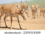Wild rare animals saiga antelope, endangered in their natural habitat