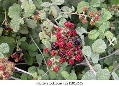 Wild Raspberries Grow In The Wild