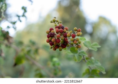 Wild Raspberries Grow In The Wild