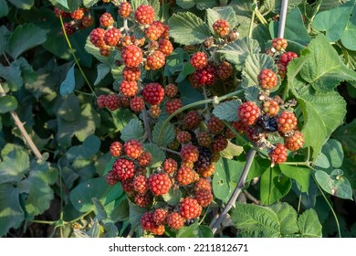 Wild Raspberries Grow In The Wild