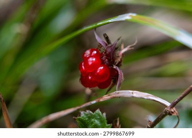 Wild raspberry growing in a forest environment in Japan. A ripe wild raspberry growing naturally in a forest in Japan. The bright red berry stands out against the green woodland background, highlighting the beauty of native plants and seasonal nature.