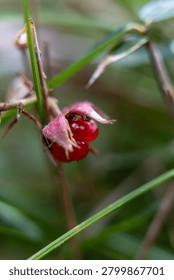 Wild raspberry growing in a forest environment in Japan. A ripe wild raspberry growing naturally in a forest in Japan. The bright red berry stands out against the green woodland background, highlighting the beauty of native plants and seasonal nature.