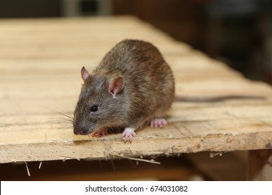 Pipe Rats Images Stock Photos Vectors Shutterstock