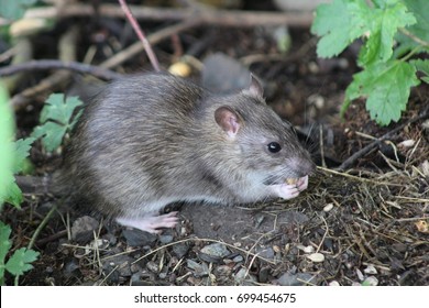 Wild Rat - Norway Rat