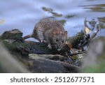 A wild rat  is sitting on a coastal snag