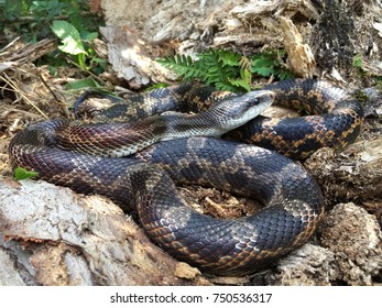 Wild Rat Snake